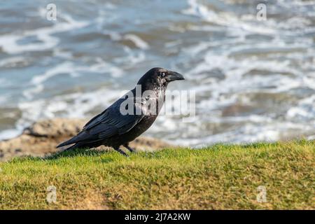 Krähe oder Rabe auf Gras mit verschwommenem Meer im Hintergrund Stockfoto