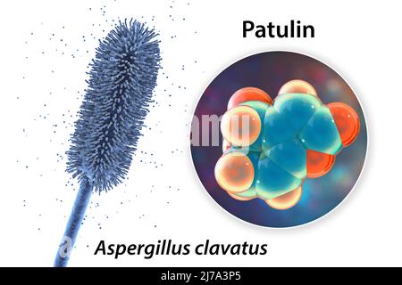 Aspergillus clavatus Schimmelpilze und Molekül des Patulintoxins, Illustration Stockfoto