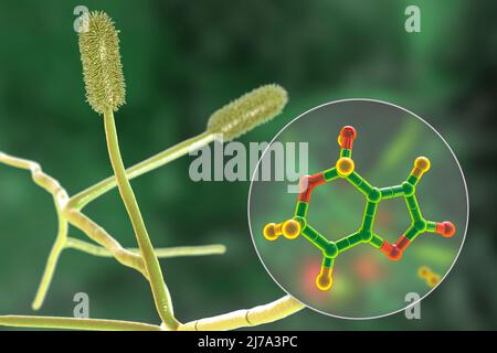 Aspergillus clavatus Schimmelpilze und Molekül des Patulintoxins, Illustration Stockfoto