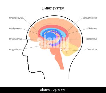 Gehirn limbisches System, Illustration Stockfoto