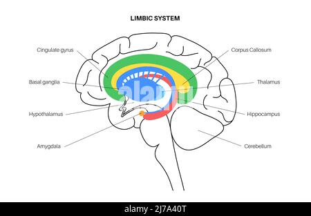 Gehirn limbisches System, Illustration Stockfoto