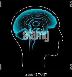 Serotonin-Signalweg im Gehirn, Illustration Stockfoto