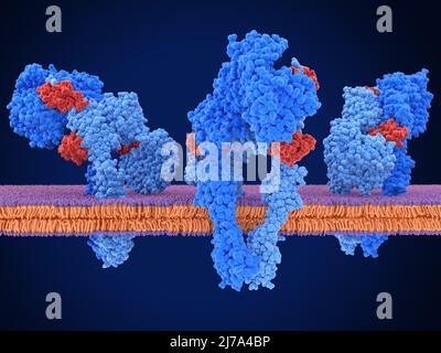 Aktive Insulinrezeptoren, Abbildung Stockfoto