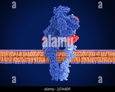 Aktiver Insulinrezeptor, Abbildung Stockfoto