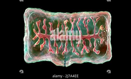 Proglottid eines Rinderbandwurms, Illustration Stockfoto