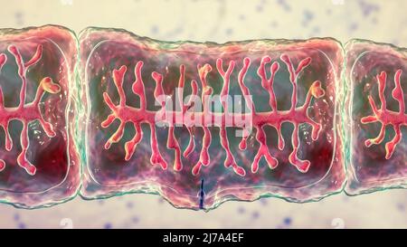 Proglottid eines Rinderbandwurms, Illustration Stockfoto