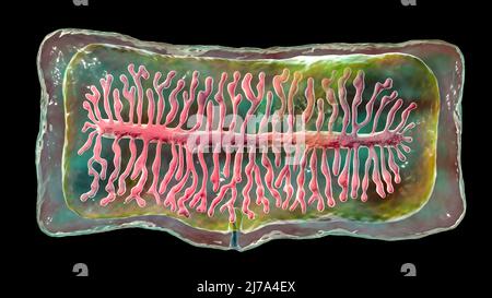 Proglottid eines Rinderbandwurms, Illustration Stockfoto