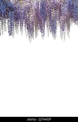 Wisteria Blumen Zweig isoliert auf weiß, kopieren Raum, ideal für Grußkarten und Banner oder Etikett oder Tapete, Clipping-Pfad Stockfoto