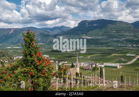 Tramin Village entlang der Weinrote. Tramin ist das Weinbaudorf Südtirols - Norditalien - und seine Geschichte ist eng verbunden Stockfoto