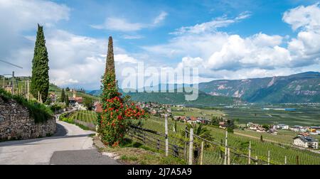 Tramin Village entlang der Weinrote. Tramin ist das Weinbaudorf Südtirols - Norditalien - und seine Geschichte ist eng verbunden Stockfoto