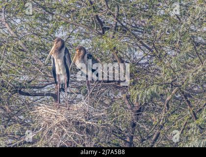 Ein Paar Storch ruht sich in Sweet Home aus Stockfoto