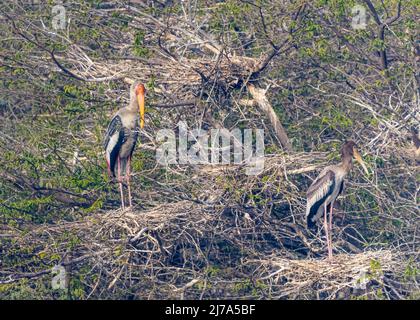 Ein gemalter Storch, der auf einem Baum im Nest ruht Stockfoto