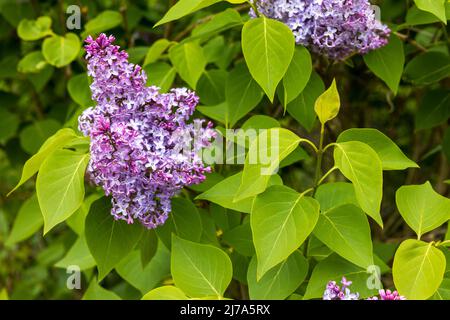 Syringa vulgaris (Gemeine Flieder) Stockfoto