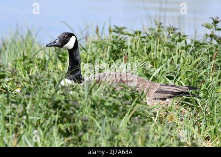 Kanada Gänse auf einem Nest am Tring Reservoir, Buckinghamshire, Grenze Hertfordshire, Großbritannien. Stockfoto