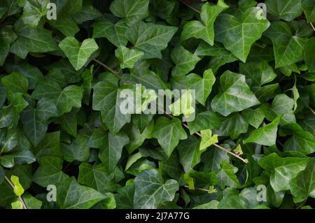 Hedera Helix L. var. baltica Blatt, Klettern gemeinsame Baltic Efeu Textur flach Lay Hintergrund Muster, große detaillierte horizontale Makro Nahaufnahme, frisch neu Stockfoto