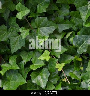 Hedera Helix L. var. baltica Blatt, Klettern gemeinsame Baltic Efeu Textur flach Lay Hintergrund Muster, große detaillierte vertikale Makro Nahaufnahme, frisch neu Stockfoto