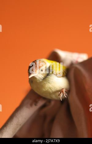 Tailor-Bird blieb an einem Tuch hängen Stockfoto