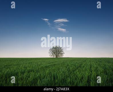 Einzelbaum im wachsenden Weizenfeld. Idyllischer minimalistischer Hintergrund. Konzeptuelle Frühlingsszene mit grüner Graswiese und einer winzigen Wolke im BL Stockfoto