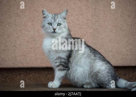 Schönes Porträt einer schottischen geraden Katze auf einer Holzbank. Grau gestreifte schottische Geradohrkatze, Nahaufnahme, im Freien Stockfoto