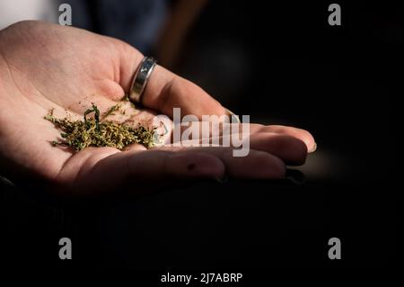 Madrid, Spanien. 07.. Mai 2022. Eine Hand einer Frau hält Marihuana für einen Joint während des globalen Marihuana-Marsches. Tausende von Menschen marschieren durch das Stadtzentrum, um ein Gesetz zur Legalisierung von Cannabis zu fordern. Der Global Marijuana March findet jedes Jahr am ersten Samstag im Mai in vielen Städten auf der ganzen Welt statt. Quelle: Marcos del Mazo/Alamy Live News Stockfoto