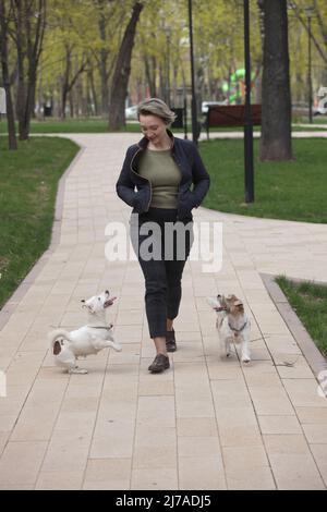 Attraktive Frau, die mit zwei Jack russell Terriers im Park läuft. Stockfoto