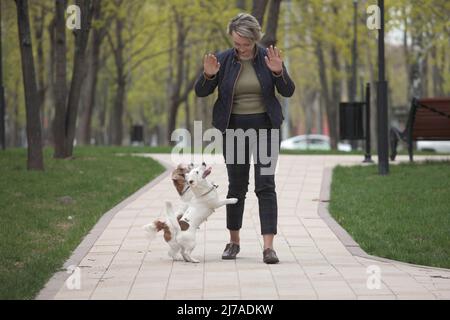 Attraktive Frau, die mit zwei Jack russell Terriers im Park läuft. Stockfoto
