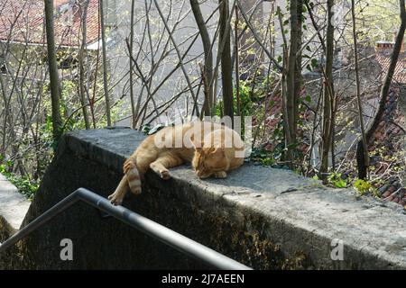 Ingwer-Katze aus Mischlingszucht streckte sich aus und schlief in der Sonne und badete im Park. Stockfoto