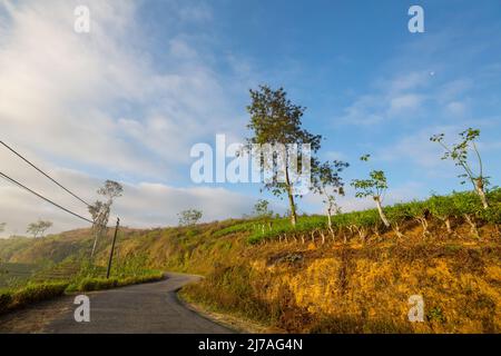 Tuk Tuk fährt auf einer Straße zwischen grünen Bäumen im Wald von Sri Lanka Stockfoto