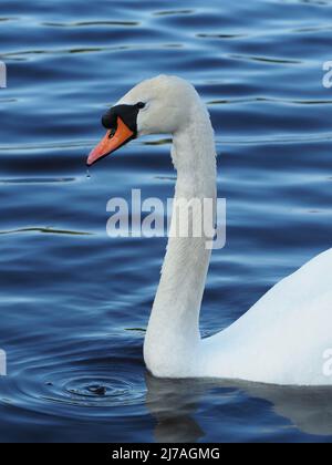 Ein schwänzerer stummiger Schwan, Cygnus olor, ein Porträt aus nächster Nähe. Weiße Federn und orangefarbener Schnabel kontrastieren mit dem dunkelblauen, gewellten Wasser des Flusses Nairn. Stockfoto