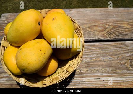 Leckere indische Mangos im Korb. Badami Mangofrucht süß im Geschmack auch bekannt als Karnataka Alphonso. Mango aus Indien im Korb auf Holzhintergrund Stockfoto