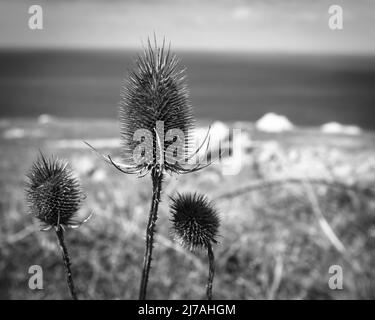 Disteln auf den Klippen von Portland in Dorset Stockfoto