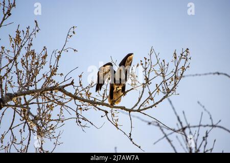 Ein Weißkopfseeadler bereitet sich auf den Start von einem Baum in Louisville, Colorado, vor Stockfoto