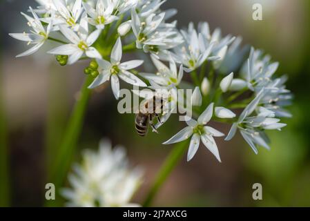 Eine Honigbiene (APIs mellifera), die Pollen aus einer wunderschönen Bärlauch-Blüte (Allium ursinum) sammelt. Stockfoto