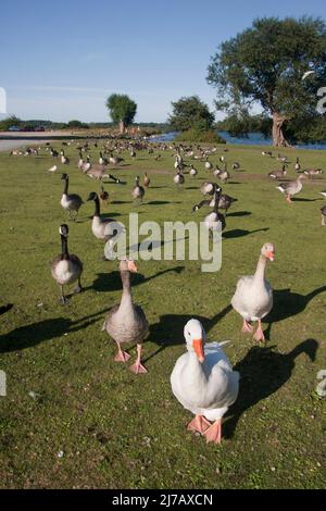 Kanadagänse und eine Vielzahl von Wildvögeln in Hornsea Mere, Holderness, East Riding of Yorkshire, England Stockfoto