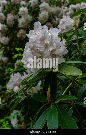 Weiß blühender Rhododendron in voller Blüte im Naturschutzgebiet Thursford Woods, North Norfolk. Stockfoto