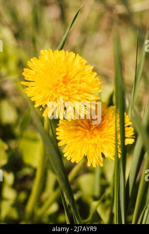 An einem sonnigen Tag zwei gelbe Delains im Gras Stockfoto