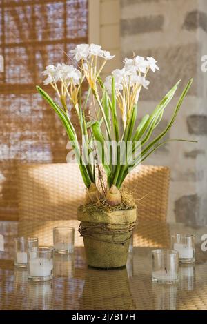 Nahaufnahme eines rustikalen Keramik-Blumentöpfes mit weißen Seidenblumen auf einem Korbtisch mit Glasplatte im luxuriösen Wintergarten. Stockfoto