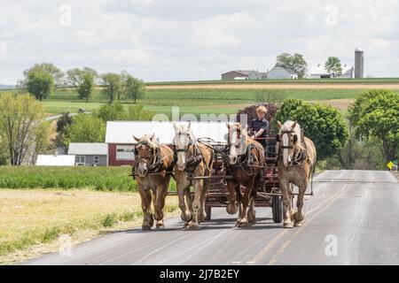 Lancaster County, Pennsylvania, 5. Mai 2022: Amish Farmer fährt sein Team von Pferden, die landwirtschaftliche Ausrüstung auf einer ländlichen Straße in Lancaster County, Pennsylvania, ziehen. Stockfoto