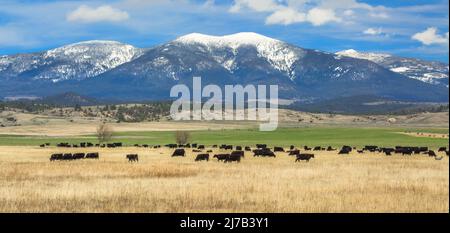 Panorama von Rindern, die unterhalb des Mount Baldy in den großen Gürtelbergen in der Nähe von townsend, montana grasen Stockfoto