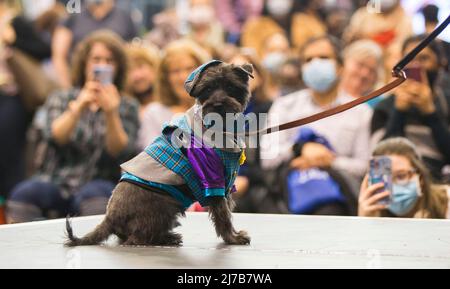 (220508) -- TORONTO, 8. Mai 2022 (Xinhua) -- Während der Dog Apparel Fashion Show in Toronto, Kanada, am 7. Mai 2022 wird Ein verkleideter Hund auf der Bühne gesehen. (Foto von Zou Zheng/Xinhua) Stockfoto