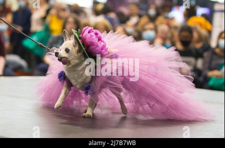 (220508) -- TORONTO, 8. Mai 2022 (Xinhua) -- Während der Dog Apparel Fashion Show in Toronto, Kanada, am 7. Mai 2022 wird Ein verkleideter Hund auf der Bühne gesehen. (Foto von Zou Zheng/Xinhua) Stockfoto