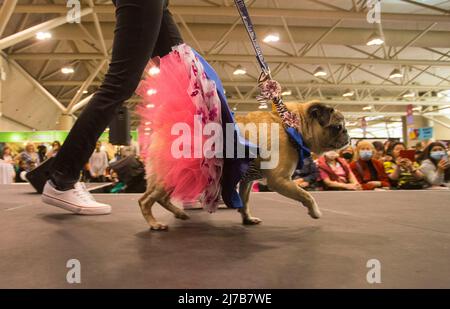 (220508) -- TORONTO, 8. Mai 2022 (Xinhua) -- Während der Dog Apparel Fashion Show in Toronto, Kanada, am 7. Mai 2022 wird Ein verkleideter Hund auf der Bühne gesehen. (Foto von Zou Zheng/Xinhua) Stockfoto