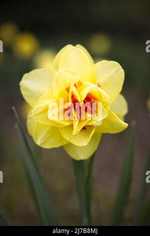 Nahaufnahme eines gelben Doppel-Narzissen im Manito Park in Spokane, Washington. Stockfoto
