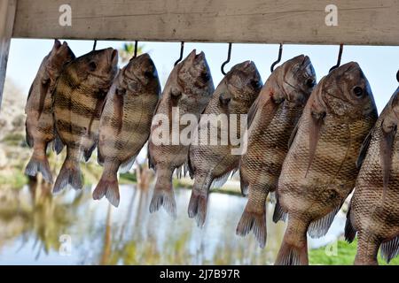 Sheepshead 'Archosargus probatocephalus' Fischer zeigt Fang hängen, Rockport, Texas. Stockfoto