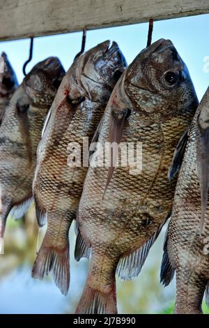 Sheepshead 'Archosargus probatocephalus' Fischer zeigt Fang hängen, Texas. Stockfoto