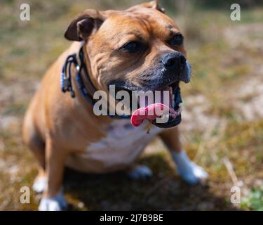 Nahaufnahme eines braunen amerikanischen stafford Bullterrier-Hundes mit weißen Flecken und einem blauen Kragen, der sich zur Ruhe setzt und mit der Zunge aus glücklich aussieht Stockfoto