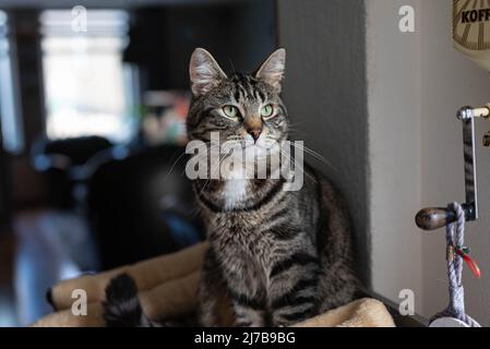 Graue hauskatze aus europa mit schwarzen Streifen und sitzt auf einem Kratzbaum in einem Wohnzimmer und träumt davon Stockfoto