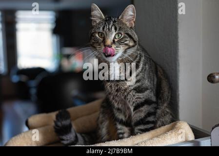 Graue Hauskatze aus Europa mit schwarzen Streifen und sitzt auf einem Kratzbaum in einem Wohnzimmer, das aus der Zunge ragt Stockfoto