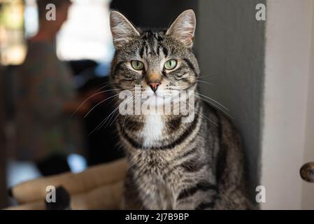Graue Hauskatze mit schwarzen Streifen und schönen grünen Augen sitzt auf einem Kratzbaum und schaut in die Kamera Stockfoto