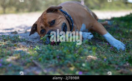 Fröhlicher brauner amerikanischer stafford Bullterrier-Hund mit weißen Flecken und weißen Pfoten mit blauem Kragen liegt auf einem Hügel, um sich bei einem Spaziergang in der Natur auszuruhen Stockfoto